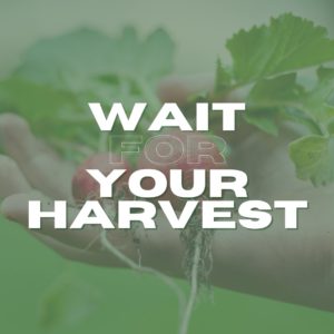 Wait for Your Harvest